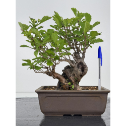 Crataegus cuneata I-7932