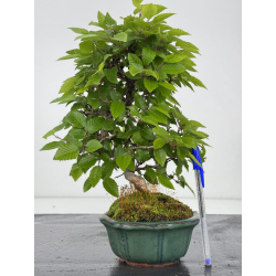Carpinus turczaninovii  I-8007