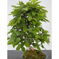 Carpinus turczaninovii  I-8007 view 2