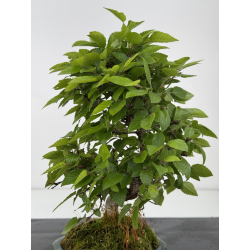 Carpinus turczaninovii -carpe coreano- I-8007 vista 3