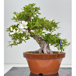 Azalea Koka I-8008