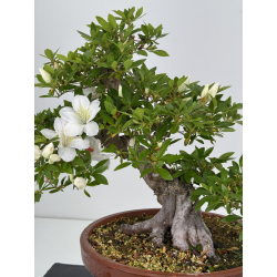 Azalea Koka I-8008 view 2