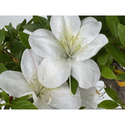 Azalea Koka I-8008 view 4