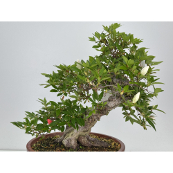 Azalea Koka I-8008 view 5