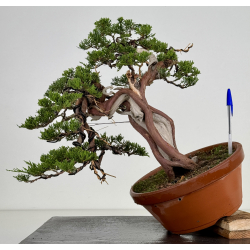 Juniperus sabina A00472