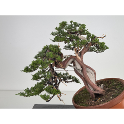 Juniperus sabina A00472 view 2