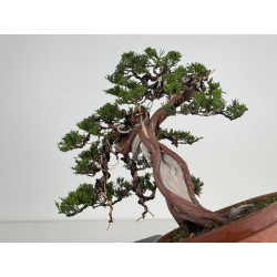 Juniperus sabina A00472 view 3