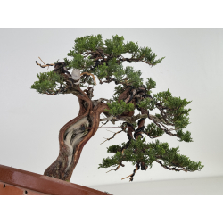 Juniperus sabina A00472 view 4