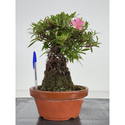 Azalea Shorin I-8009
