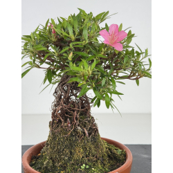 Azalea Shorin I-8009 view 2