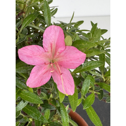 Azalea Shorin I-8009 view 3