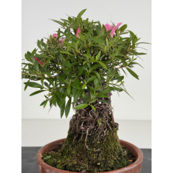 Azalea Shorin I-8009 view 4