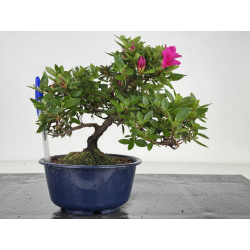 Azalea I-8010