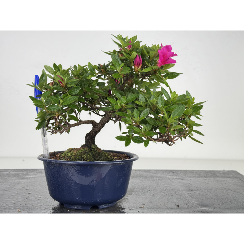 Azalea I-8010