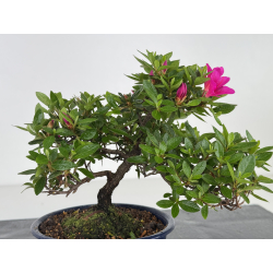 Azalea I-8010 vista 2