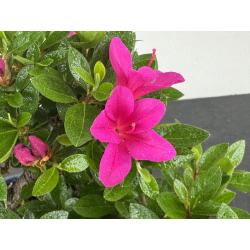 Azalea I-8010 vista 3