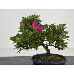 Azalea I-8010 vista 4