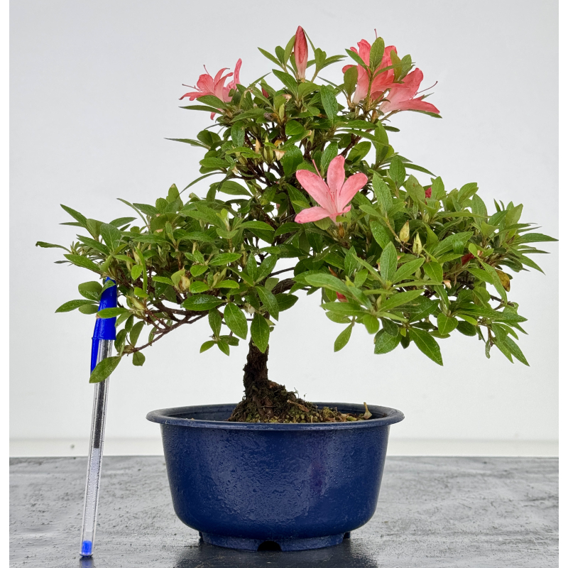Azalea I-8011