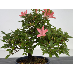 Azalea I-8011 vista 2
