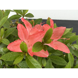 Azalea I-8011 vista 3