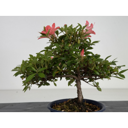 Azalea I-8011 vista 4