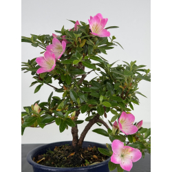 Azalea I-8012 vista 2