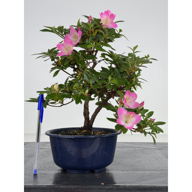 Azalea I-8012
