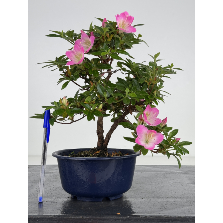 Azalea I-8012