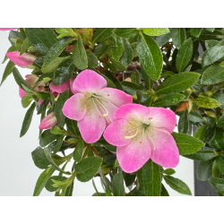 Azalea I-8012 vista 3
