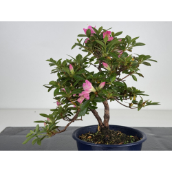 Azalea I-8012 vista 4
