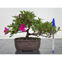 Azalea I-8013