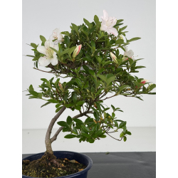 Azalea I-8014 view 2