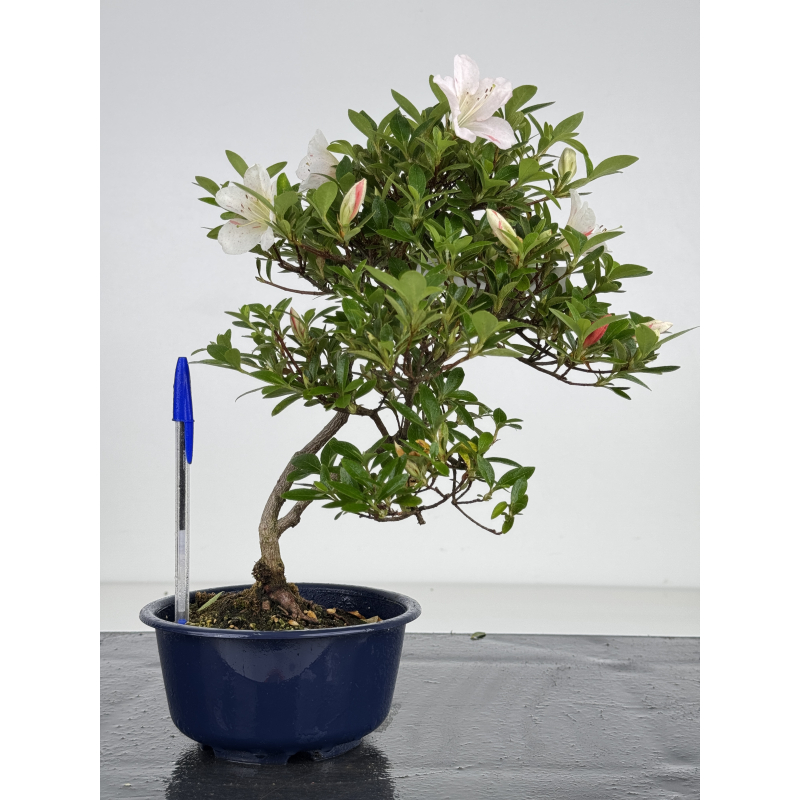 Azalea I-8014