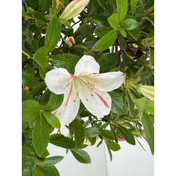 Azalea I-8014 view 3