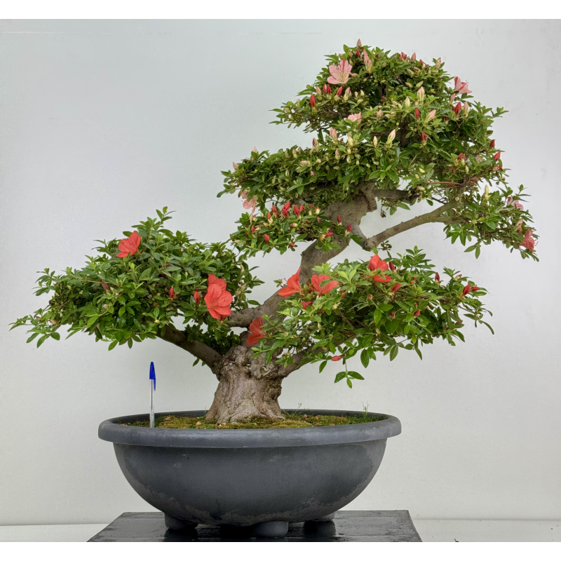 Azalea Asazakura I-8015