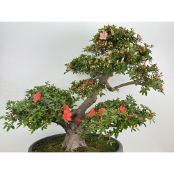 Azalea Asazakura I-8015 view 2
