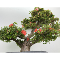 Azalea Asazakura I-8015 view 3