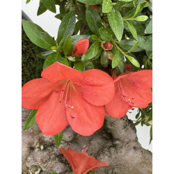 Azalea Asazakura I-8015 view 4