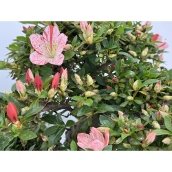 Azalea Asazakura I-8015 view 5