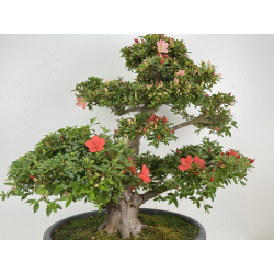 Azalea Asazakura I-8015 view 6