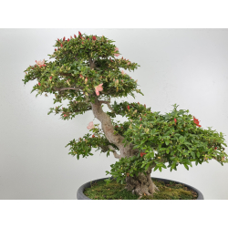 Azalea Asazakura I-8015 view 7