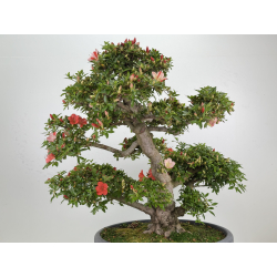 Azalea Asazakura I-8015 view 8