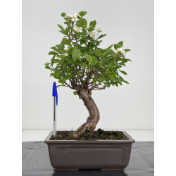 Crataegus cuneata I-8016