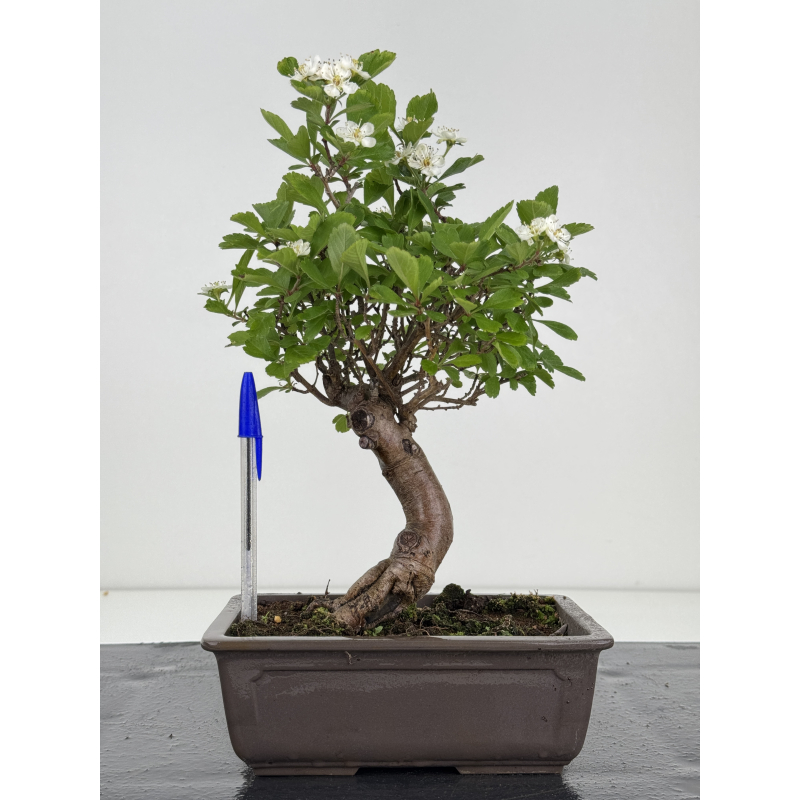 Crataegus cuneata -espino japonés- I-8016