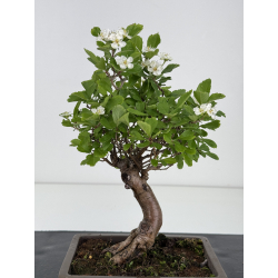 Crataegus cuneata -espino japonés- I-8016 vista 2