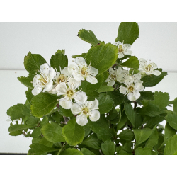Crataegus cuneata -espino japonés- I-8016 vista 3
