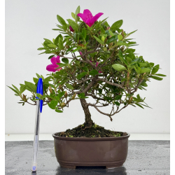 Azalea I-8017