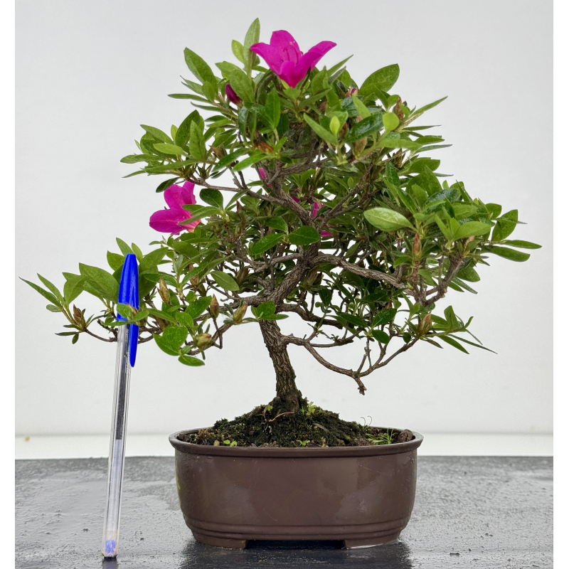Azalea I-8017