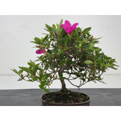 Azalea I-8017 view 2