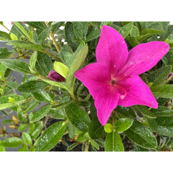 Azalea I-8017 view 3
